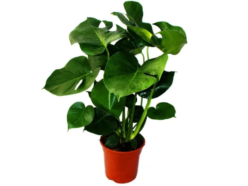 Exotenherz Monstera Deliciosa Fensterblatt 21cm Topf ca. 50-60cm Hoch< Töpfe