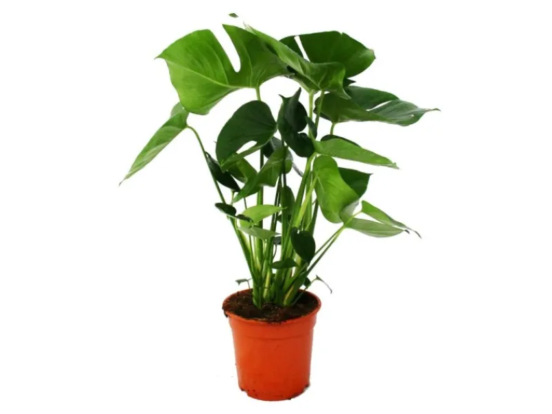 Exotenherz Monstera Deliciosa Fensterblatt 21cm Topf ca. 50-60cm Hoch< Töpfe