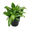 Töpfe<Exotenherz Murdannia Loriformis Bright Star Niedrig Wachsende Zimmerpflanze 12cm Topf