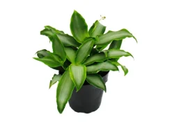Töpfe<Exotenherz Murdannia Loriformis Bright Star Niedrig Wachsende Zimmerpflanze 12cm Topf