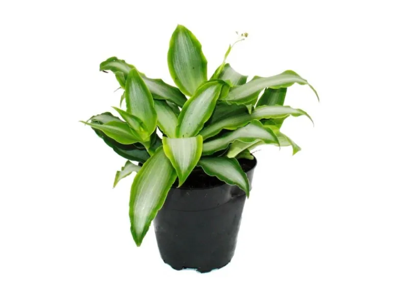 Töpfe<Exotenherz Murdannia Loriformis Bright Star Niedrig Wachsende Zimmerpflanze 12cm Topf