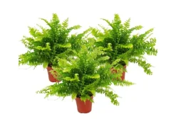Discount Exotenherz Nephrolepis 3er Set Schwertfarn 12cm