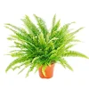 Discount Exotenherz Nephrolepis Schwertfarn 17cm Topf