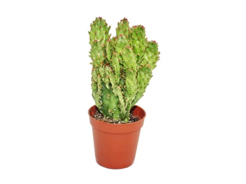 Töpfe<Exotenherz Opuntia Monacantha Variegata Kleine Pflanze im 5,5cm Topf