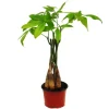 Töpfe<Exotenherz Pachira Aquatica Glückskastanie 12cm Topf