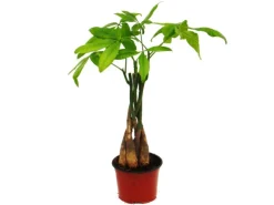 Töpfe<Exotenherz Pachira Aquatica Glückskastanie 12cm Topf