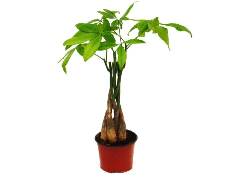 Töpfe<Exotenherz Pachira Aquatica Glückskastanie 12cm Topf