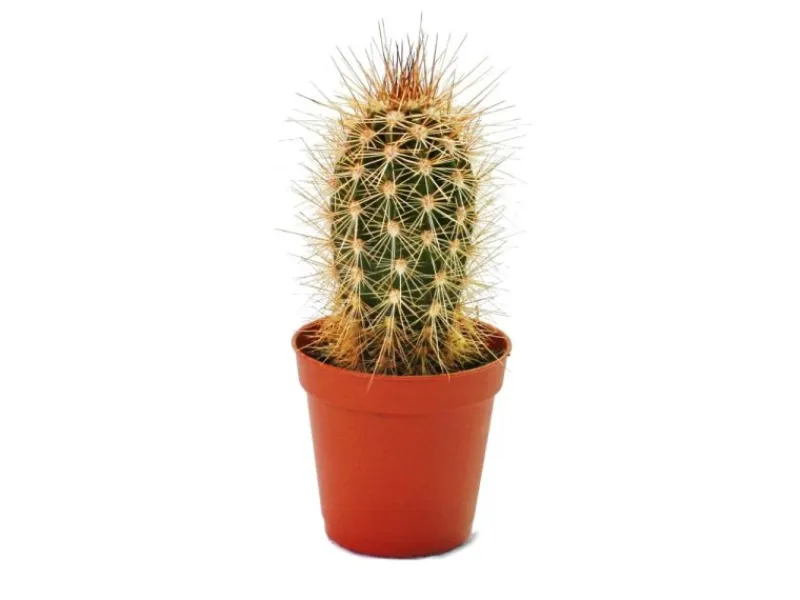 Töpfe<Exotenherz Pachycereus Pringley Kleine Pflanze im 5,5cm Topf