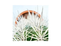 Töpfe<Exotenherz Pachycereus Pringley Kleine Pflanze im 5,5cm Topf