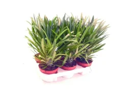 Outlet Exotenherz Pachypodium Lameri Echte Madagaskar-Palme 12cm Topf