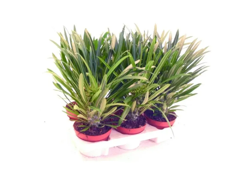 Outlet Exotenherz Pachypodium Lameri Echte Madagaskar-Palme 12cm Topf