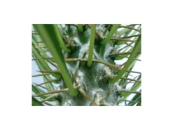 Outlet Exotenherz Pachypodium Lameri Echte Madagaskar-Palme 12cm Topf