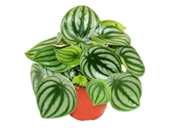 Exotenherz Peperomia Argyreia Watermelon Wassermelonenzwergpfeffer im 12cm Topf< Töpfe