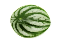 Exotenherz Peperomia Argyreia Watermelon Wassermelonenzwergpfeffer im 12cm Topf< Töpfe