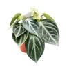 Töpfe<Exotenherz Peperomia Sarcophylla Zwergpfeffer im 15cm Topf