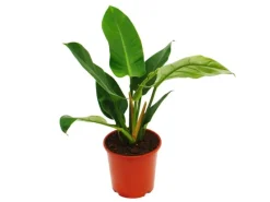 Töpfe<Exotenherz Philodendron Imperial Green 19cm Topf