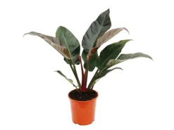 Töpfe<Exotenherz Philodendron Imperial Red 19cm Topf
