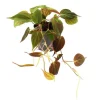 Best Exotenherz Philodendron Micans Dunkler Kletternder Baumfreund 12cm Topf