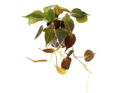 Best Exotenherz Philodendron Micans Dunkler Kletternder Baumfreund 12cm Topf