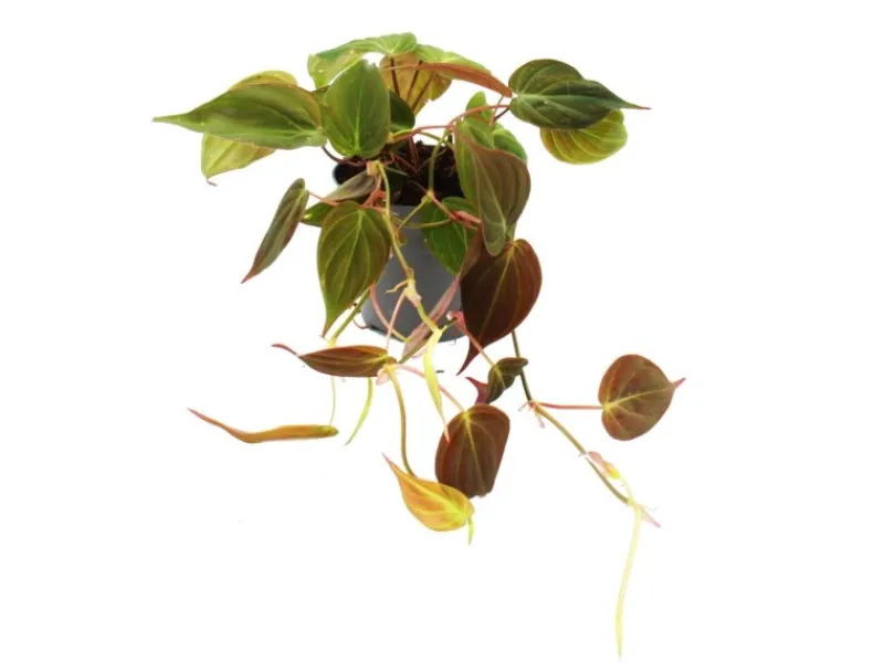 Best Exotenherz Philodendron Micans Dunkler Kletternder Baumfreund 12cm Topf