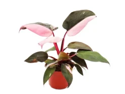 Exotenherz Philodendron Pink Princess Pinkschwarzer Baumfreund 12cm Topf< Töpfe