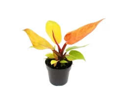 Töpfe<Exotenherz Philodendron Prince Of Orange Orangener Baumfreund 12cm Topf