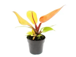Töpfe<Exotenherz Philodendron Prince Of Orange Orangener Baumfreund 12cm Topf