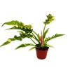 Exotenherz Philodendron Ring of Fire Ungewöhnlicher Baumfreund 12cm Topf< Töpfe