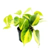Online Exotenherz Philodendron Scandens Brasil Kletternder Baumfreund Zweifarbig 12cm Topf