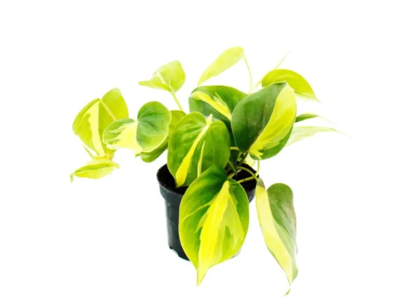 Online Exotenherz Philodendron Scandens Brasil Kletternder Baumfreund Zweifarbig 12cm Topf