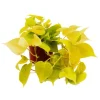 Online Exotenherz Philodendron Scandens Lime Gelbgrüner Kletternder Baumfreund 12cm Topf