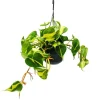 Töpfe<Exotenherz Philodendron Scandens Brasil Kletternder Baumfreund Zweifarbig 15cm Ampeltopf Hängend