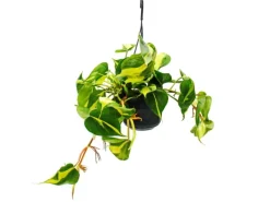 Töpfe<Exotenherz Philodendron Scandens Brasil Kletternder Baumfreund Zweifarbig 15cm Ampeltopf Hängend