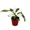 Online Exotenherz Philodendron White Princess Weißgrüner Baumfreund 12cm Topf