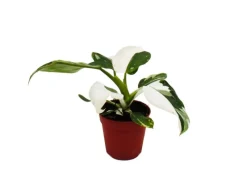 Online Exotenherz Philodendron White Princess Weißgrüner Baumfreund 12cm Topf
