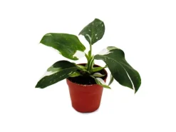 Online Exotenherz Philodendron White Princess Weißgrüner Baumfreund 12cm Topf