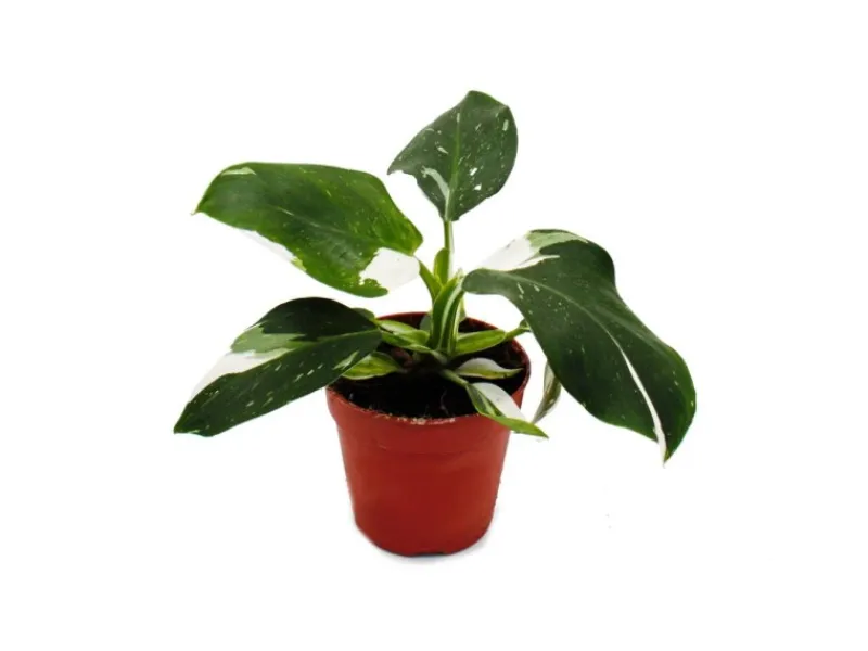 Online Exotenherz Philodendron White Princess Weißgrüner Baumfreund 12cm Topf