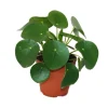 Outlet Exotenherz Pilea Peperomioides Glückstaler Chinesischer Geldbaum Bauchnabelpflanze im 11cm Topf