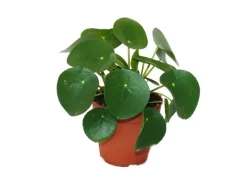 Outlet Exotenherz Pilea Peperomioides Glückstaler Chinesischer Geldbaum Bauchnabelpflanze im 11cm Topf