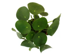 Outlet Exotenherz Pilea Peperomioides Glückstaler Chinesischer Geldbaum Bauchnabelpflanze im 11cm Topf
