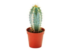 Exotenherz Pilosocereus Azureus Kleine Pflanze im 5,5cm Topf< Töpfe
