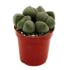 Hot Exotenherz Pleiospilos Nelii Lebender Stein Lebender Granit im 5,5cm Topf
