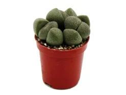Hot Exotenherz Pleiospilos Nelii Lebender Stein Lebender Granit im 5,5cm Topf