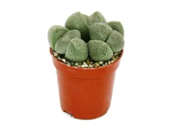 Hot Exotenherz Pleiospilos Nelii Lebender Stein Lebender Granit im 5,5cm Topf