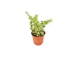 Exotenherz Portulacaria Afra Var. Jadebaum im 8,5cm Topf