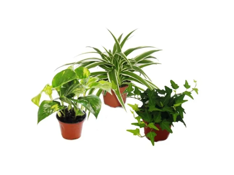Best Exotenherz Rankpflanzen Set Fürs Zimmer mit 3 Pflanzen 9cm