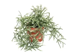 Sale Exotenherz Rhipsalis Pilocarpa Korallenkaktus im 12cm Topf