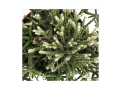 Sale Exotenherz Rhipsalis Pilocarpa Korallenkaktus im 12cm Topf