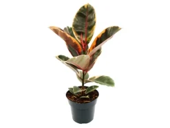 Exotenherz Rotbunter Gummibaum Ficus Elastica Belize 17cm Topf< Töpfe