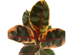Exotenherz Rotbunter Gummibaum Ficus Elastica Belize 17cm Topf< Töpfe